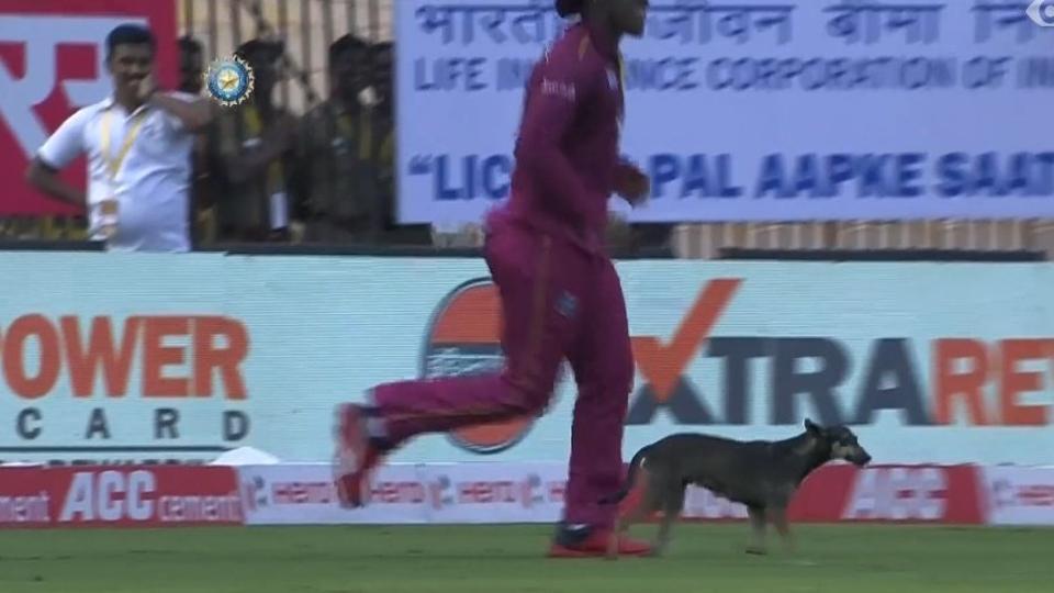 India vs West Indies: Play Stops After Dog Inside The Ground, WATCH