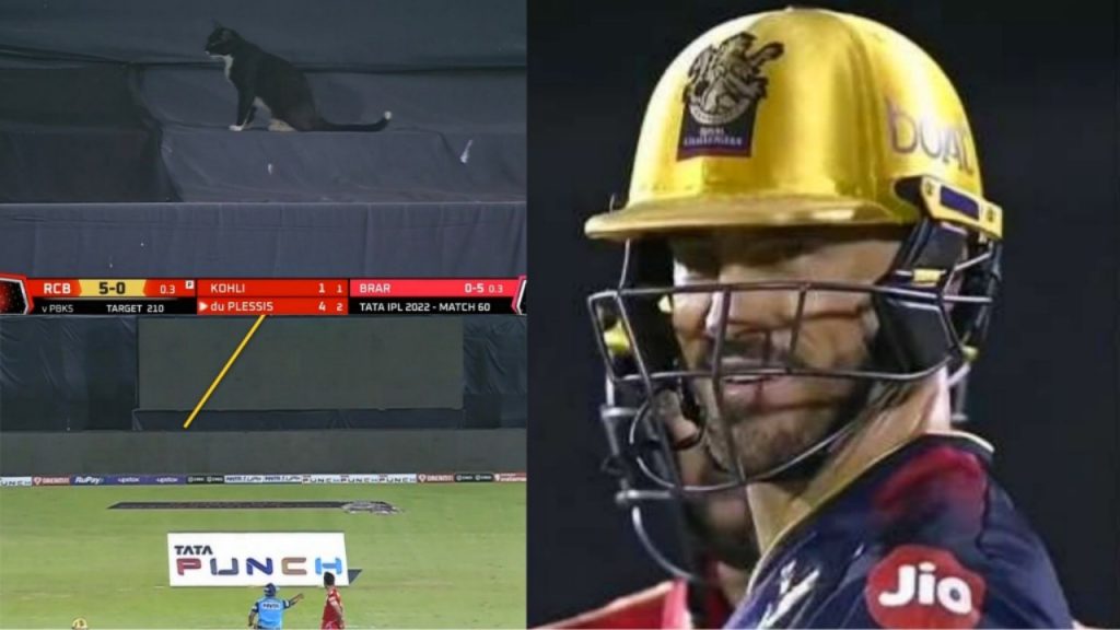 Black cat causes an interruption in play; fans make 'bad luck' jokes. RCB match