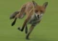WATCH: Wild Fox invades Lord's, becomes Star of The Hundred opener