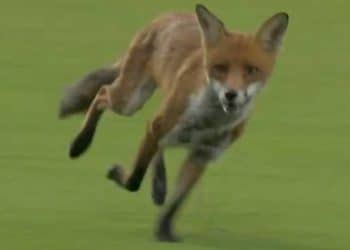 WATCH: Wild Fox invades Lord's, becomes Star of The Hundred opener