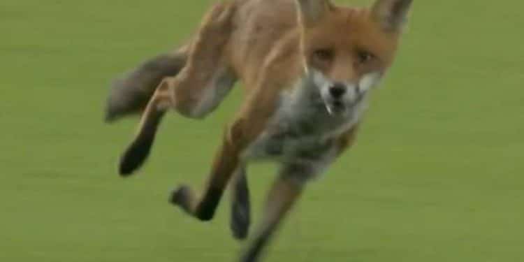 WATCH: Wild Fox invades Lord's, becomes Star of The Hundred opener